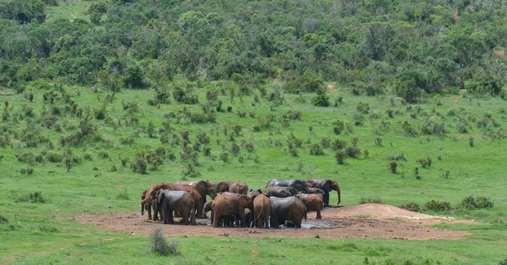 Addo Elephant National Park