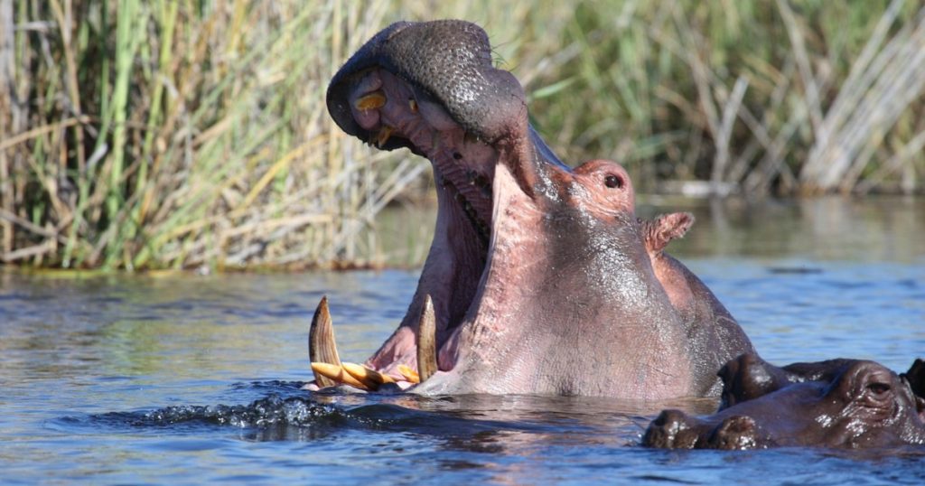 Hippopotamus