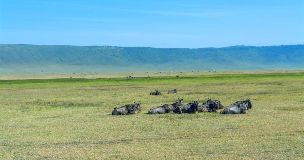 The Ngorongoro Crater