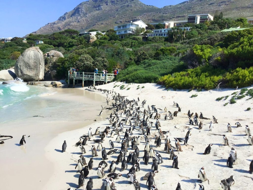 Boulders Beach