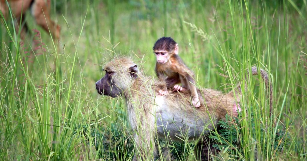 South Luangwa National Park. 