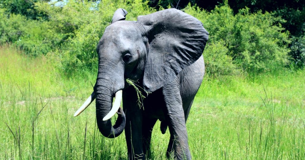 South Luangwa National Park