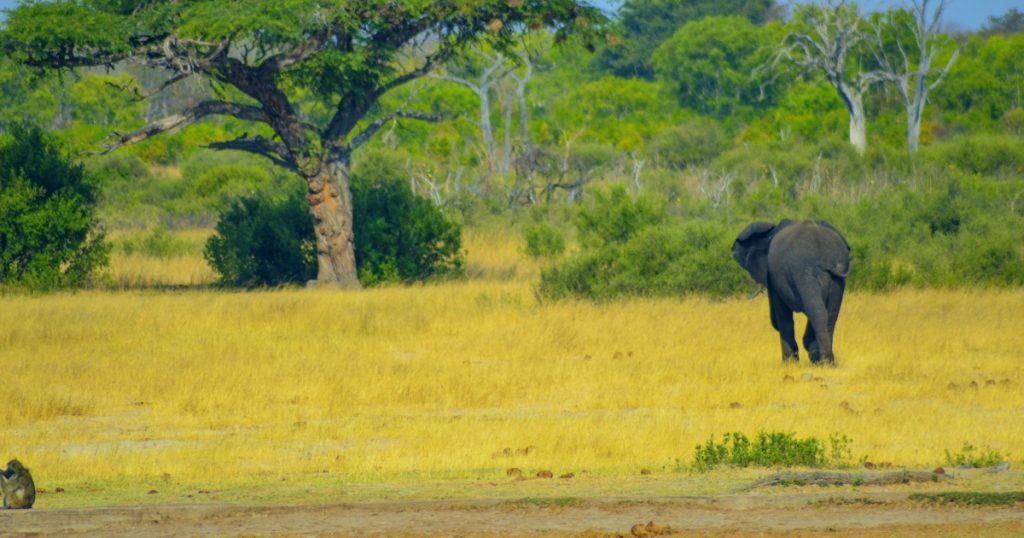 Zambezi River