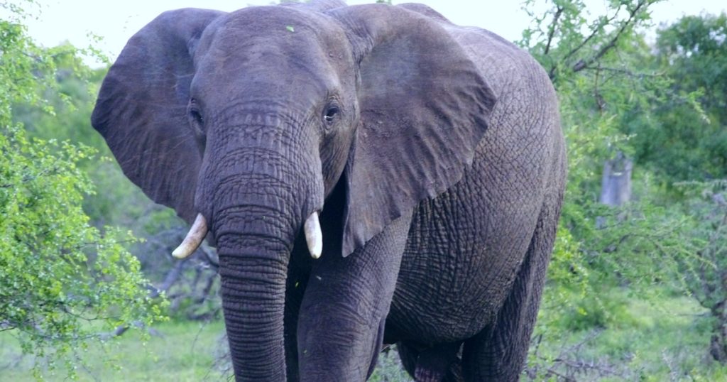 ele phant. Best African Safari Destinations