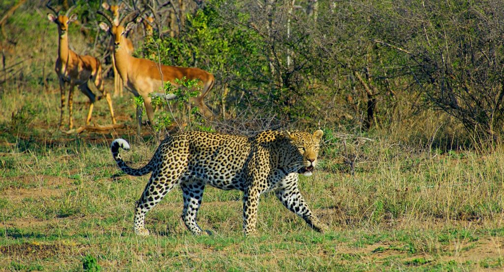 Kruger National